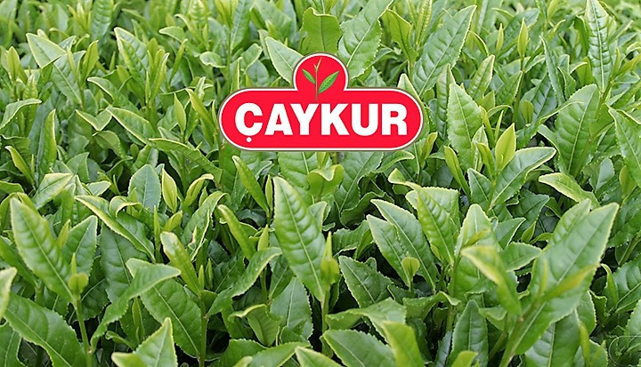 ÇAYKUR'dan 3. Sürgün Yaş Çay Alımları Hakkında Açıklama